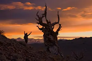 Fresh Air Prints: A silhouette of a hiker standing by a Bristlecone Pine tree at sunset near Bishop in California