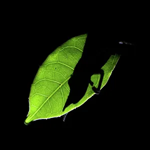 Serene People Prints: Silhouette of a male Lance-Nosed chameleon (Calumma gallus) asleep at night