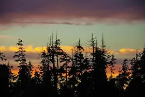 Scenics Prints: Silhouette Of Old-Growth Forest Against Sunset In Pacific Rim National Park