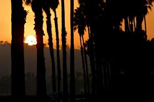 Non Urban Prints: Silhouette of palm trees at sunset