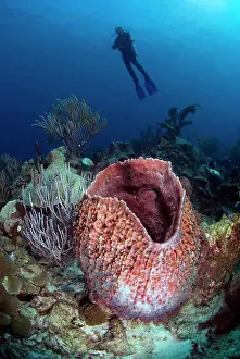 Scuba Diver Prints: Silhouette of a scuba diver overlooking a giant barrel sponge on the reef