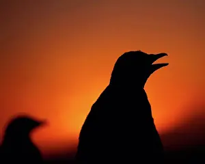 Penguin Prints: Silhouettes of Gentoo Penguin (Pygoscelis papua); Falkland Islands