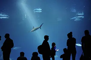 Visitor Prints: Silhouettes of visitors in front of a large aquarium at the Monterey Bay Aquarium in Monterey
