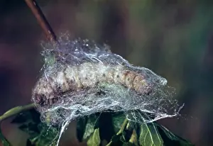 Transformation Prints: Silkworm Cocoon