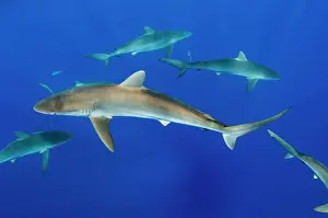 Blue Water Prints: Silky Shark (Carcharhinus falciformis) Jardines de la Reina National Park, Cuba