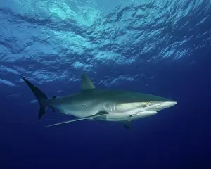 Bahamas Prints: A silky shark with an embedded hook and line at Cat Island in the Bahamas
