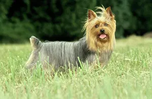 Canine Prints: Silky Terrier with tongue sticking out standing in grassy field