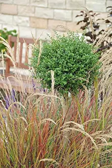 Silver ear grass (Stipa calamagrostis), evergreen privet (Ligustrum delavayanum), Park der Gaerten, Bad Zwischenahn, 81