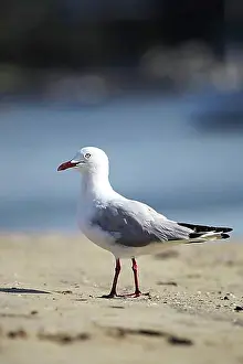 Seagull Prints: Silver gull (Larus novaehollandiae) on the beach of the Clyde River in Batemans Bay