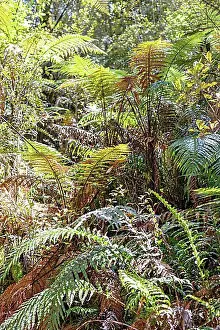 Mountain Chain Prints: Silver tree fern (Cyathea dealbata), Lake Matheson Trail, New Zealand, Oceania