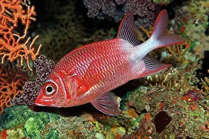 Orient Prints: Silverspot squirrelfish (Sargocentron caudimaculatum), Red Sea, Aqaba, Jordan, Asia