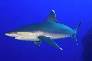 Apex Predator Prints: Silvertip Shark (Carcharhinus albimarginatus), Fathers reef, Kimbe Bay, Papua New Guinea