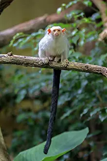 Looks Into The Camera Prints: Silvery Marmoset (Callithrix argentata)