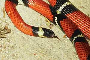 Snake Prints: Sinaloan milk snake, Lampropeltis triangulum sinaloae