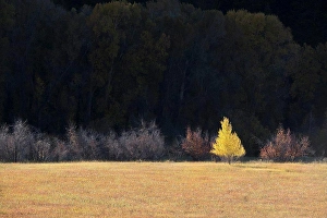 Utah Prints: A single aspen tree in autumn leaf colours against a dark background