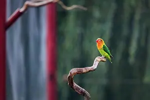 East Africa Prints: Single peachhead, fisherman's lovebird (Agapornis fischeri) sitting on branch in aviary
