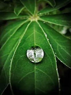 Pure Prints: A single raindrop rests silently on the leaf of a lupin plant