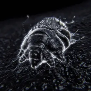 Metallic Prints: A single Sarcoptes scabiei mite which is the cause of the contagious skin infection Scabies