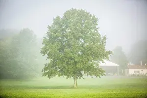 Dawn Prints: single tree in the fog