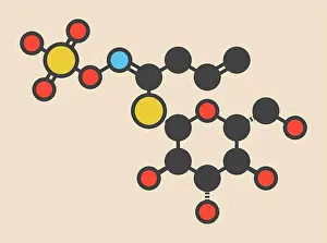Vegetables Prints: Sinigrin glucosinolate molecule