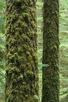 Vancouver Island Prints: Sitka Spruce (Picea sitchensis)