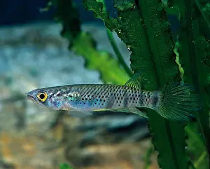 Sideways Prints: Six-banded pike (Epiplatys sexfasciatus sexfasciatus), lateral