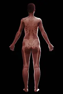 Anatomy Prints: The skeletal system (female) of the full body viewed from the rear