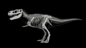 Extinct Prints: Skeletal system of Tyrannosaurus rex, side view