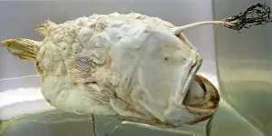 Marine Prints: Skeleton of an Anglerfish. Anglerfishes are fish of the teleost order Lophiiformes