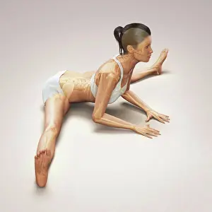 Flexible Prints: Skeleton layered over a female body in seated wide angle pose showing the skeletal alignment of this particular yoga