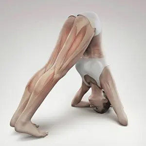 Flexible Prints: Skeleton layered over a female body in a variation of the dolphin pose showing the skeletal alignment in this