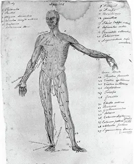 Sketches Prints: Sketches of anatomy
