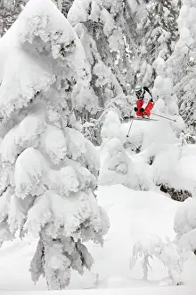 Woody Plant Prints: Skier jumping in the fir trees in Villard de Lans, Vercors, Isere, Alpes, France