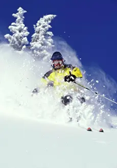 Skier Prints: Skier skiing fresh deep powder at Fernie Alpine Resort