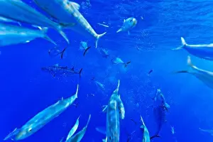 Mexico Prints: Skipjack tuna, Katsuwonus pelamis