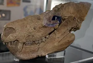 Extinct Prints: Skull of a Cynognathus, an extinct genus of large-bodied cynodont therapsid that lived in the Early and Middle Triassic