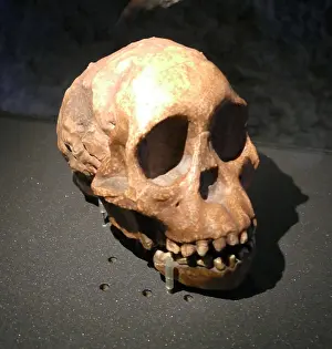 Anthropology Prints: Skull of an early homo sapien, Australopithecus Africanus Dart