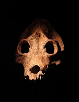 Extinct Prints: skull of a Holocene period, Palaeopropithecus maximus