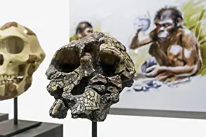 Millions Prints: Skull replica of Toumai, Sahelanthropus tchadensis