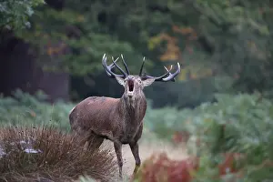 Biodiversity Prints: The slab is the call made by deer to attract the attention of females during the mating season