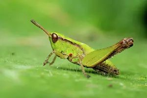 Andes Prints: Slant-faced pasture grasshopper (Orphulella), Icononzo, Tolima, Colombia