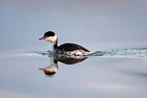 Swimming Prints: Slavonian Grebe (Podiceps auritus) adult