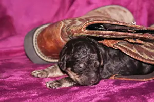 Humor Prints: Sleeping Standard Poodles Puppy