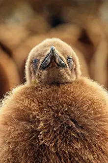 Large Group Prints: Sleepy Oakum Boy, King Penguins (Aptenodytes patagonicus), St. Andrews Bay, South Georgia