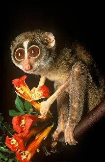 Vine Prints: Slender Loris, IC w/ Trumpet Creeper Flowers/Duke Primate Center (Loris tardigradus)