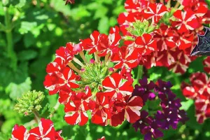 Display Prints: Slender vervain (Verbena rigida)