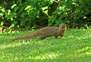 Alien Prints: Small Asian Mongoose (Herpestes javanicus) introduced species