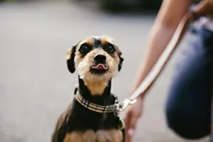 Kindness Prints: Small brown and black puppy licks nose and is adorable