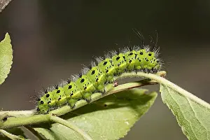 Butterfly Prints: Small emperor moth, caterpillar, Saturnia pavonia, small emperor moth, caterpillar