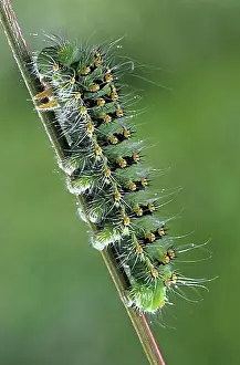 Butterfly Prints: Small Emperor Moth (Saturnia pavonia) caterpillar (Eudia pavonia), France, Europe